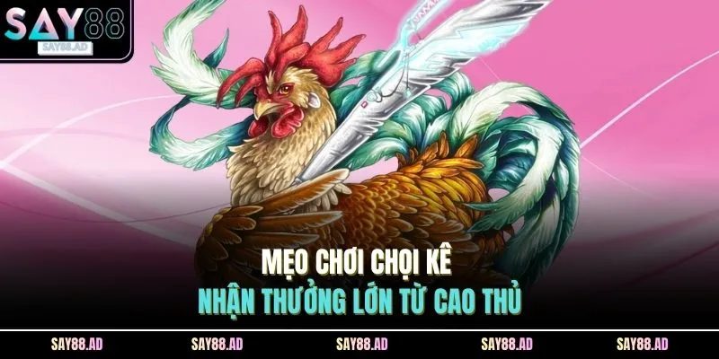 Mẹo chơi chọi kê nhận thưởng lớn từ cao thủ